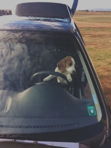 Our dog Rufi behind the wheel of a sports car
