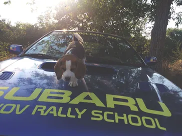 Rufi strolling across the bonnet of our 4x4 Subaru Impreza