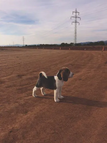 Rufi on our cone course track