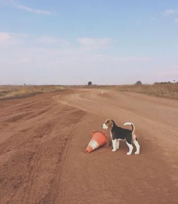 Rufi next to a knocked-over cone on our rally track