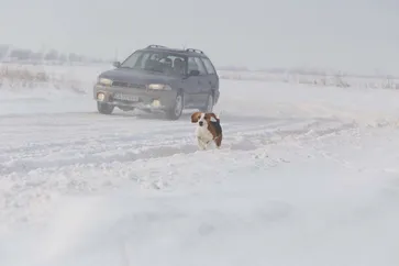 Rufi running in the snow on the extreme driving track